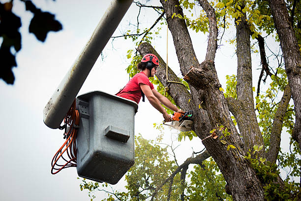 Best Storm Damage Tree Cleanup  in Little Walnut Village, NM